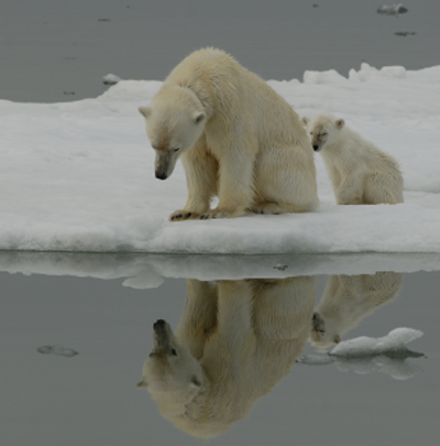Арктика и Крайний Север