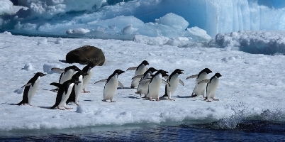Антарктика2